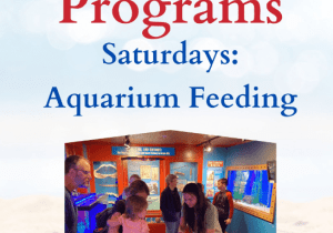Free Summer Programs:  Aquarium Feeding