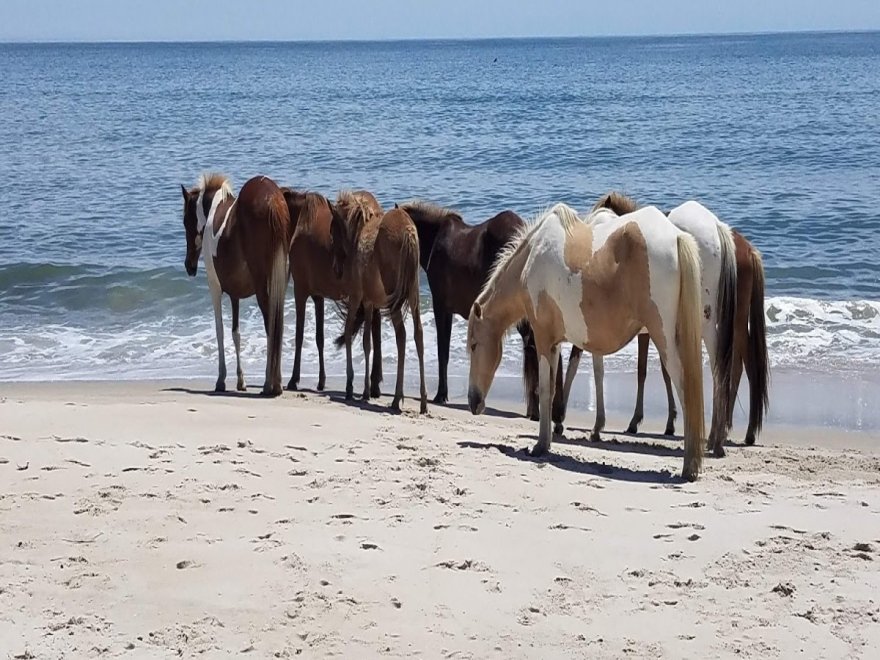 Assateague State Park