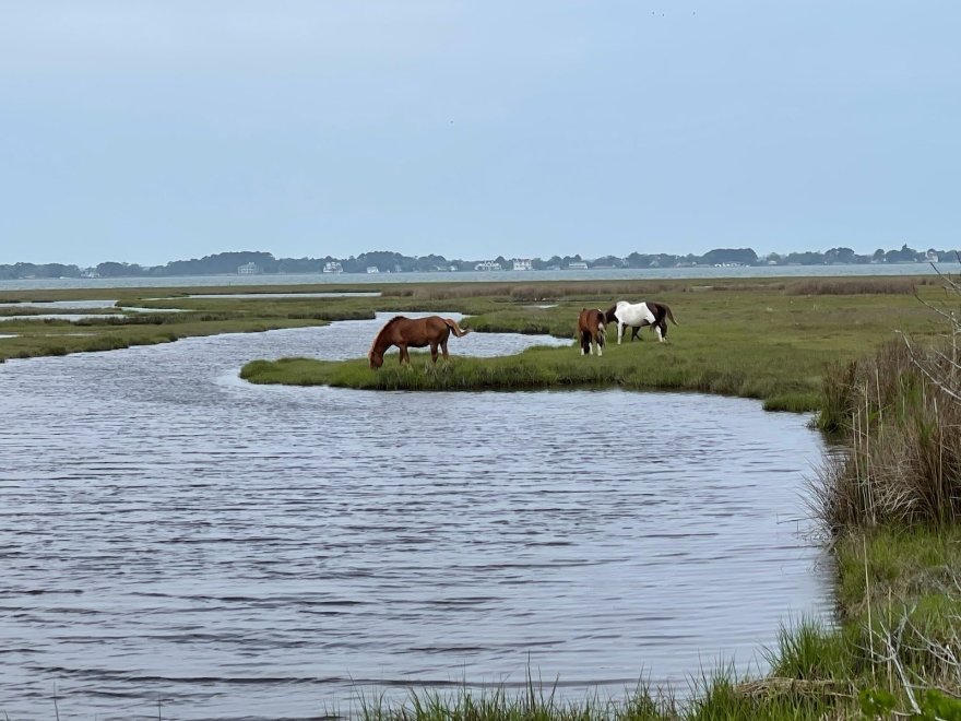 Assateague State Park