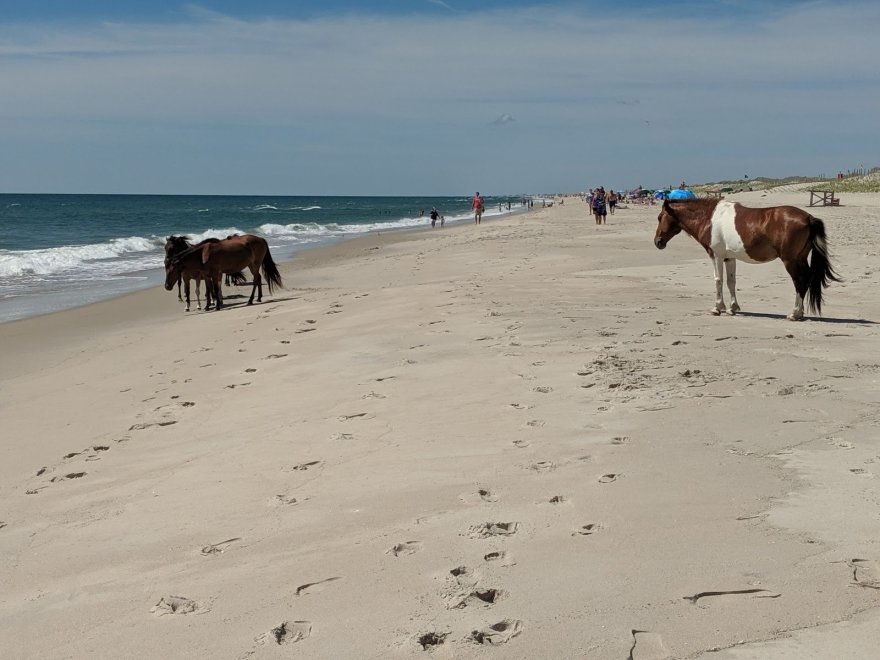 Assateague State Park