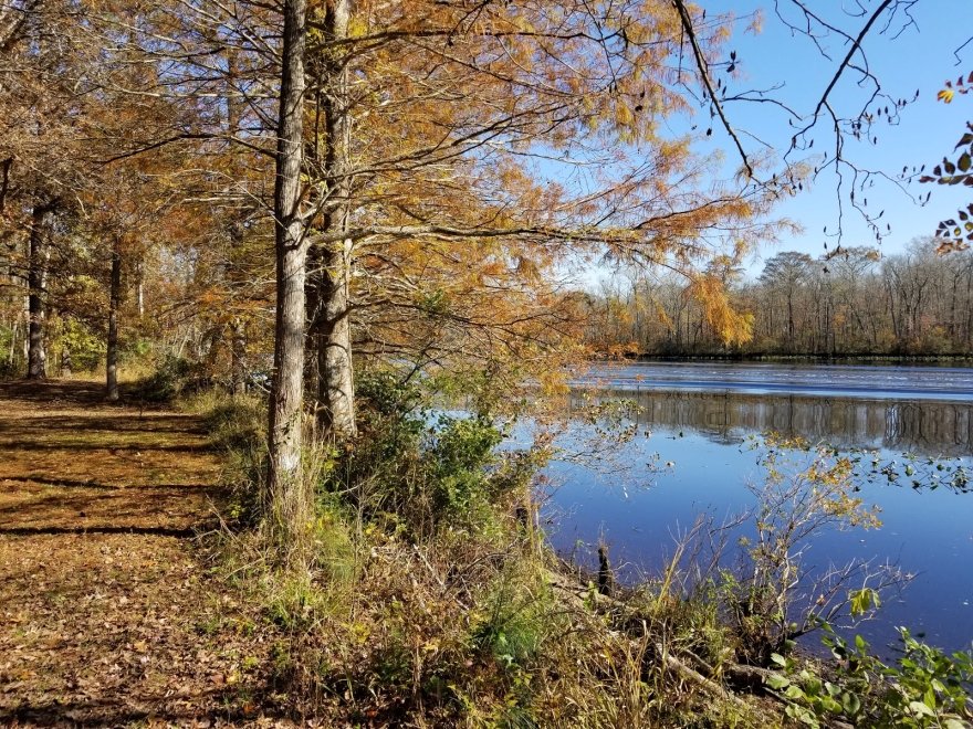 Pocomoke River State Park: Milburn Landing