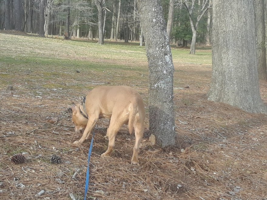 Pocomoke River State Park: Milburn Landing