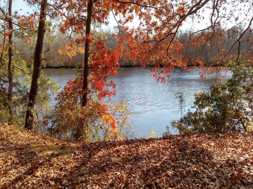 Pocomoke River State Park: Milburn Landing