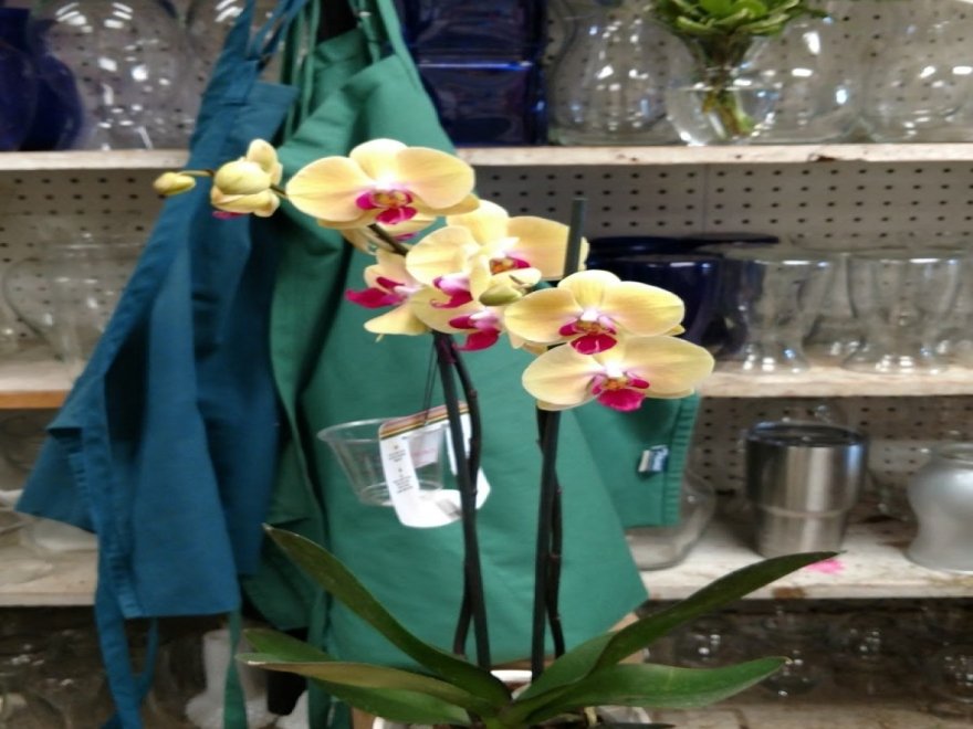 Ocean City Florist and Gifts