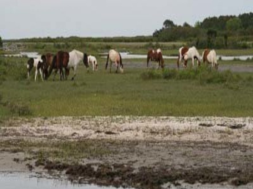 Assateague Adventure Cruises